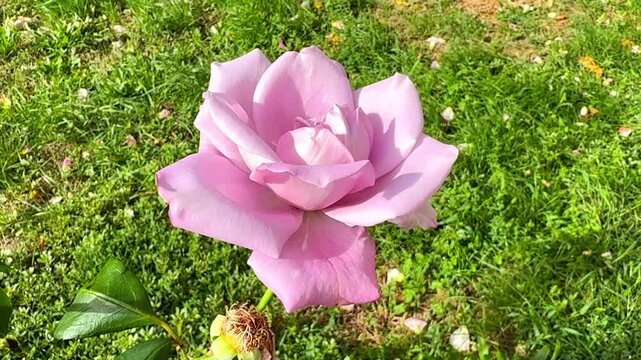 Antique Purple, Lilac and Pink Rose Blooming in Summer Garden
