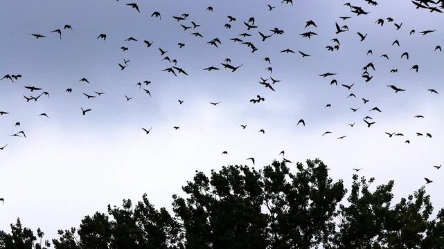 flock of crows on tree flying away
