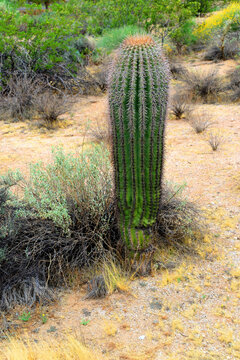 Young Saguaro Cactus Sonora desert Arizona