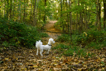 A small white Bichon Frise dog stands alone on a path covered with autumn leaves in a dense forest. The surrounding woodland features lush green trees and yellow ground foliage. © dsbedarieva