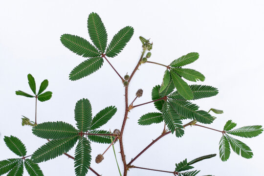 Leaves of the sensitive plant (Mimosa pudica) against a plain white background. Green touch me not plant leaves with thorny stem isolated on white background