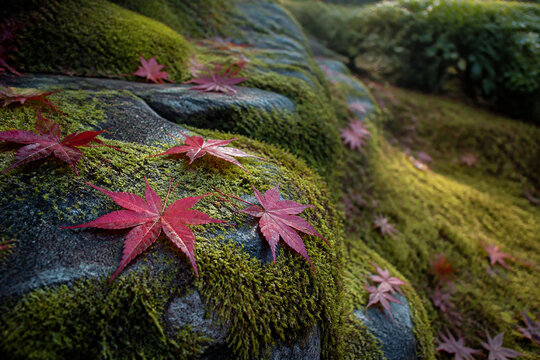 苔むした石に落ちた晩秋の赤いモミジ