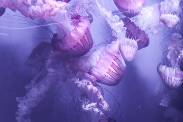 Colorful jellyfish floating underwater © Yanick