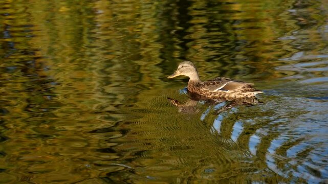 Female duck swimming across reflective pond in warm sunlight, leaving V-shaped wake trail and concentric ripples on calm water surface, outdoors daylight, side profile view