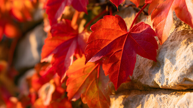 Vibrant red autumn ivy leaves clinging to stone wall in golden morning light