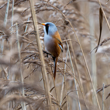 Bearded Reedling (Tit) feeding on reeds