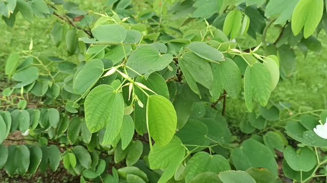 The selected region appears to show green foliage from a plant that resembles a species within the genus Bauhinia or a similar tropical shrub with soft, alternate leaves.