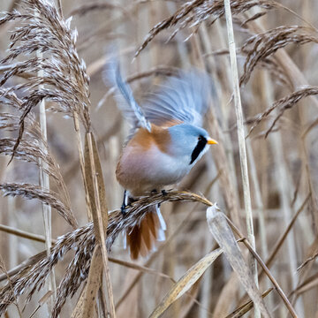 Bearded Reedling (Tit) feeding on reeds