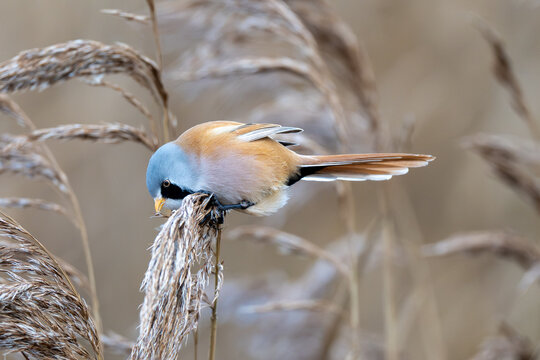 Bearded Reedling (Tit) feeding on reeds