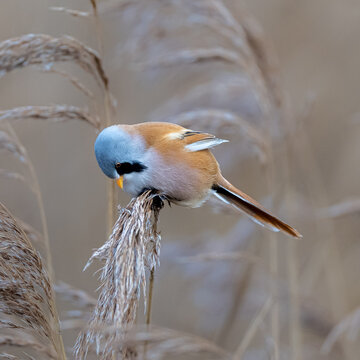 Bearded Reedling (Tit) feeding on reeds