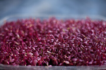 freshly sprouted microgreens with striking pink, translucent stems illuminated by warm backlighting, creating a vivid glowing effect against dark, nutrient-rich soil, delicate deep red-purple  © m.zh