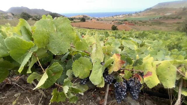 Green vineyard rows on coastal farmland with ocean view and rural landscape in Tegueste, Tenerife,Canary Islands, Spain.	
