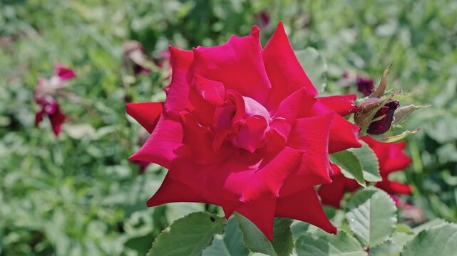 Flowering nature closeup. Macro flowering rose plant. Red color flower. Natural flower rose. Flora nature. Bright blooming flower in nature. Rose flower