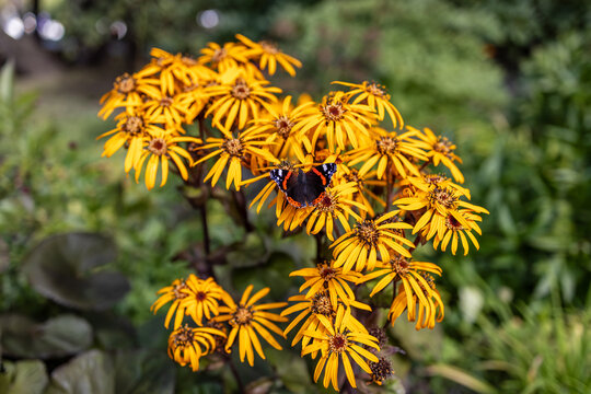 Red admiral butterfly with open wings feeding on yellow ragwort flowers in a garden