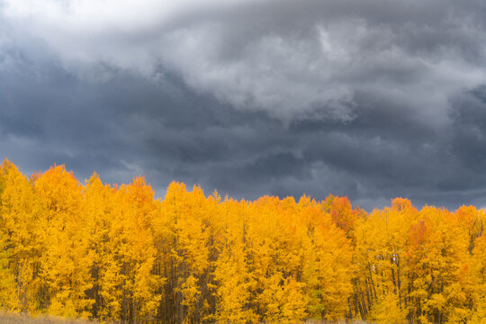 La Plata mountains during peak fall colors in Southwestern Colorado