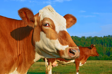 Profile portrait of a brown and white cow in a green meadow with farm life ©  SobuzForge