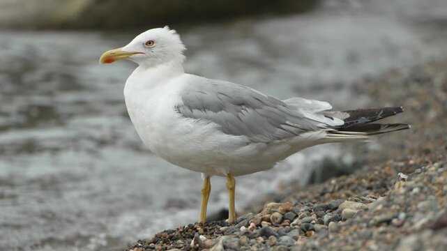 Wild herring gull standing and scratching its head on a rocky river bank. Static medium shot.