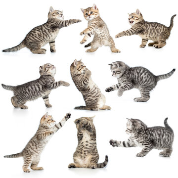 Collection of adorable fluffy tabby kittens playing and jumping on white background with young cats