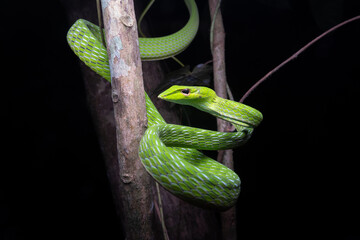 Obraz premium Oriental Whip Snake