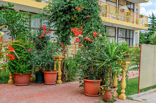 A cozy courtyard of a Mediterranean resort decorated with vibrant potted plants and flowering vines.