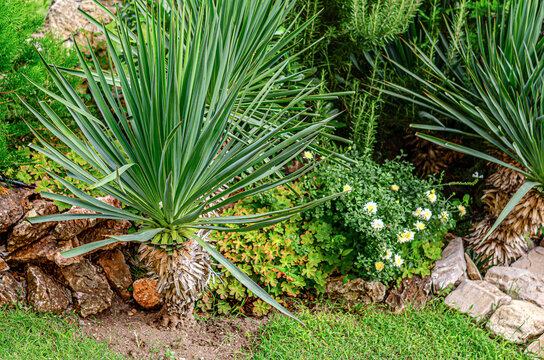Green yucca plants and small yellow flowers grow among stones in a lush garden landscaping design.