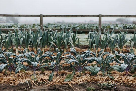 Frost-edged kale and leeks growing in a winter vegetable bed &ndash; Suitable for allotment blogs, seasonal food features, or organic farming promotions.