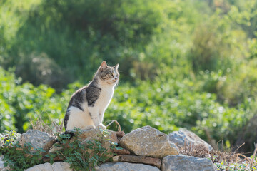 Cute cat sitting on old stone wall with soft backlight and green bokeh background. © Justin C. Studio