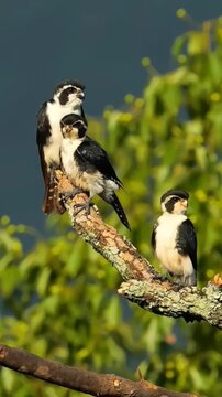 Three Pied Falconets Perched on a Tree Branch in Their Natural Habitat