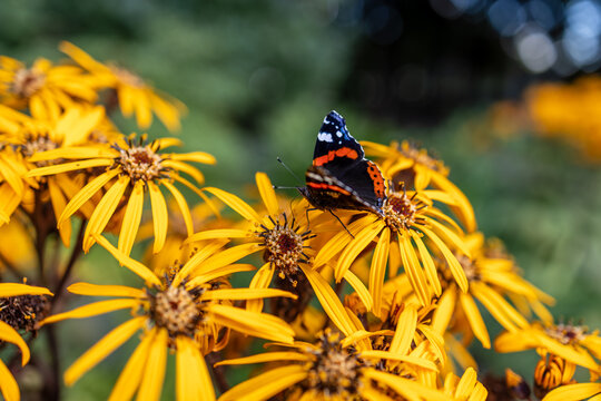 Profile view of a red admiral butterfly feeding on yellow flowers outdoors