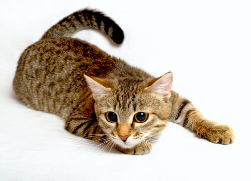 Small tabby kitten in a playful pouncing stance on a white background with pouncing cat