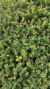 Taxus Media Hillii background vertical
