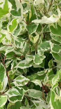 Dogwood plant, natural background, vertical video
