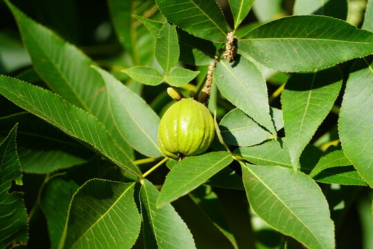 Carya ovata, the shagbark hickory, Juglandaceae family. Hannover Berggarten, Germany.