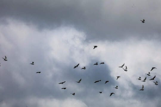 Flock of birds soaring through a dramatic cloudy sky