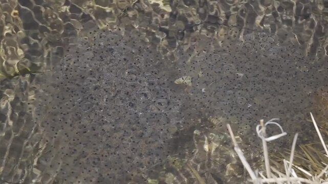 Close up shot of a large mass of frog eggs floating in a shallow mountain pond, showing black embryos inside clear protective gelatinous bubbles under ripples.
