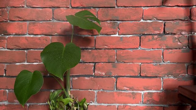 Horizontal video of fine water droplets falling onto several green monstera leaves, covering the indoor tropical houseplant with moisture against a rustic red brick wall with generous copy space