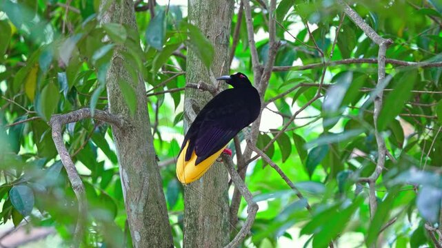 Twelve-wired bird-of-paradise perching on a tree branch in its natural forest habitat