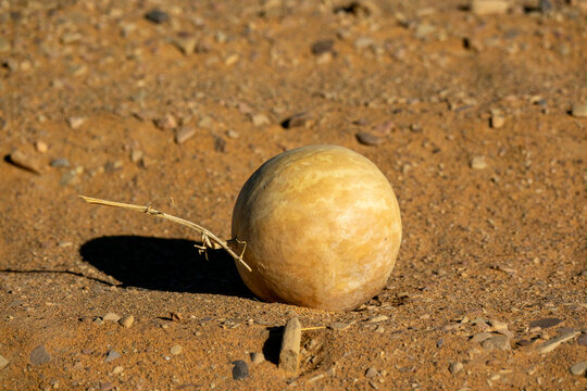 Citrullus colocynthis dry bitter gourd in Sahara desert, Tassili N'Ajjer National Park, Tadrart Rouge, Algeria