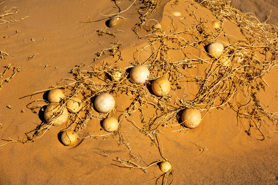 Citrullus colocynthis dry bitter gourd in Sahara desert, Tassili N'Ajjer National Park, Tadrart Rouge, Algeria