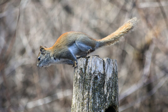 Red Squirrel Jumping from a Weathered Wooden Fence