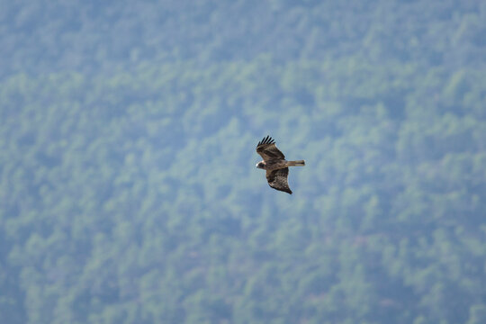 &Aacute;guila calzada (Hieraaetus pennatus) planeando sobre la masa forestal en su h&aacute;bitat natural, Alcoy, Espa&ntilde;a