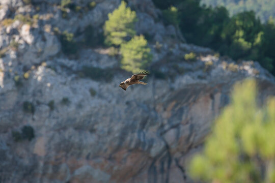 &Aacute;guila calzada (Hieraaetus pennatus) volando frente a un acantilado rocoso en su h&aacute;bitat de monta&ntilde;a, Alcoy, Espa&ntilde;a