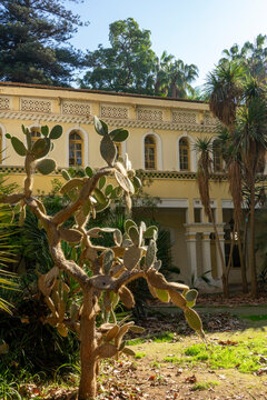 Prickly pear cactus in front of a colonial-era building at Jardin d'Essai, North Africa, Algiers, Algeria