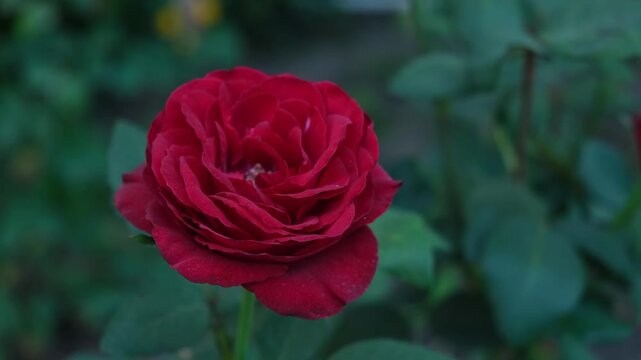 Red rose blooming in a garden during the summer afternoon sunlight with green leaves around