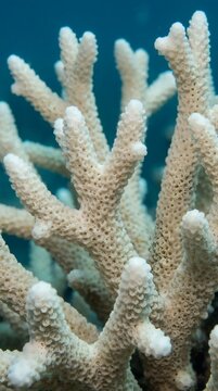 Close up macro view of an intricate coral reef calcium carbonate skeletal structure underwater