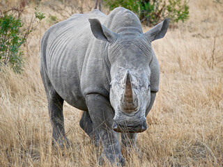 White Rhino in Kruger National Park - South Africa © Dr Livingstone