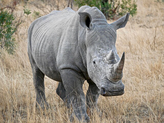 White Rhino in Kruger National Park - South Africa  © Dr Livingstone
