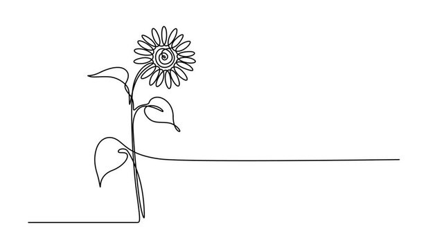 Abstract sunflower flower, Self drawing animation one continuous line draw, logo, Full length single line animation, Decorative helianthus spring flower concept for wall home decoration poster art.