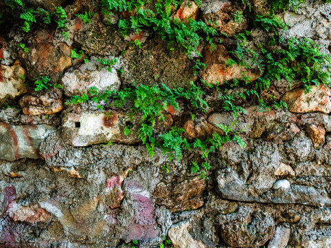 Plants growing between the stone walls of an old house