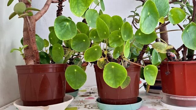Green money tree plants with round leaves grow in decorative red pots, creating a fresh and natural indoor display with lush foliage and vibrant greenery